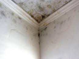 Why You Should Choose Our Mold Remediation Services in Ritzville, WA